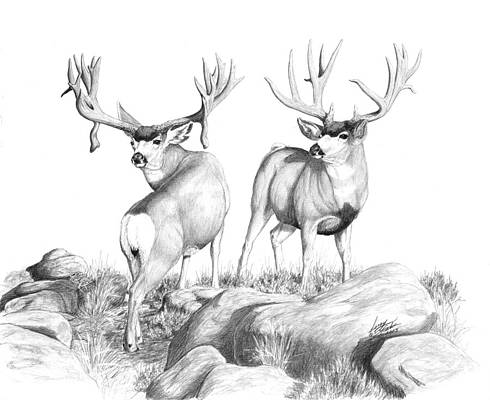 Mule deer drawings for sale