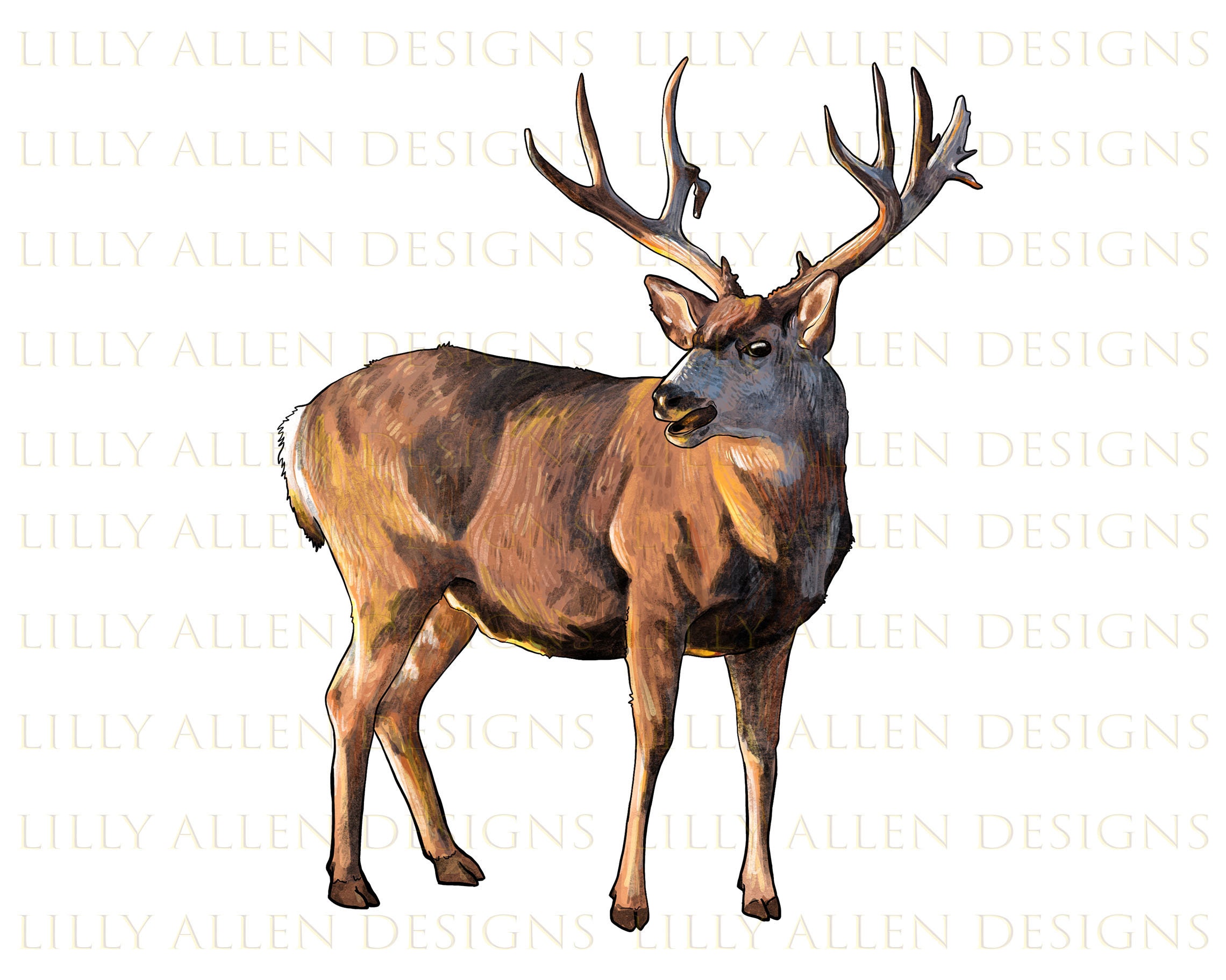 Mule deer drawing