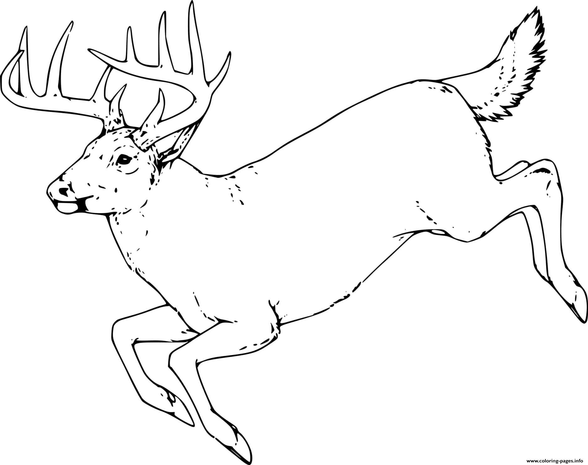 Running realistic whitetail coloring page printable