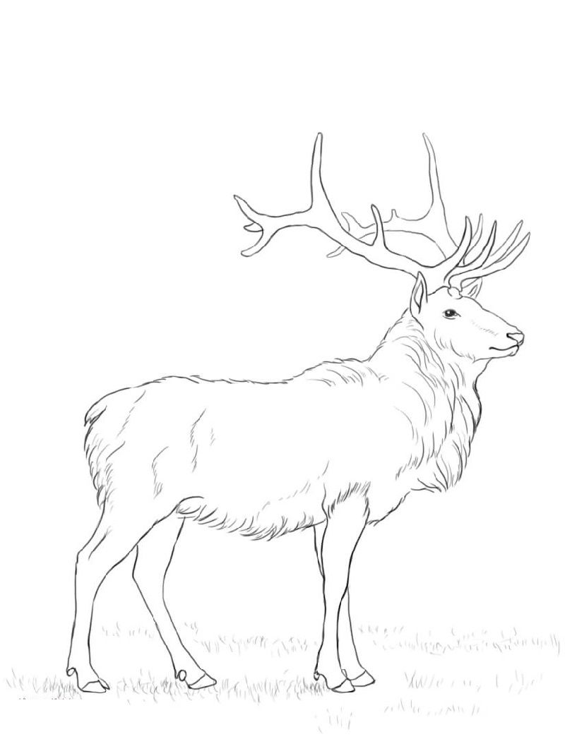 Deer coloring pages k worksheets deer coloring pages coloring pages deer drawing