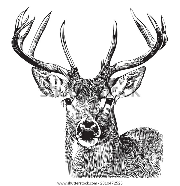 Deer vector royalty