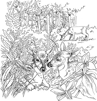 A walk in the woods dover nature coloring book barlowe dot books