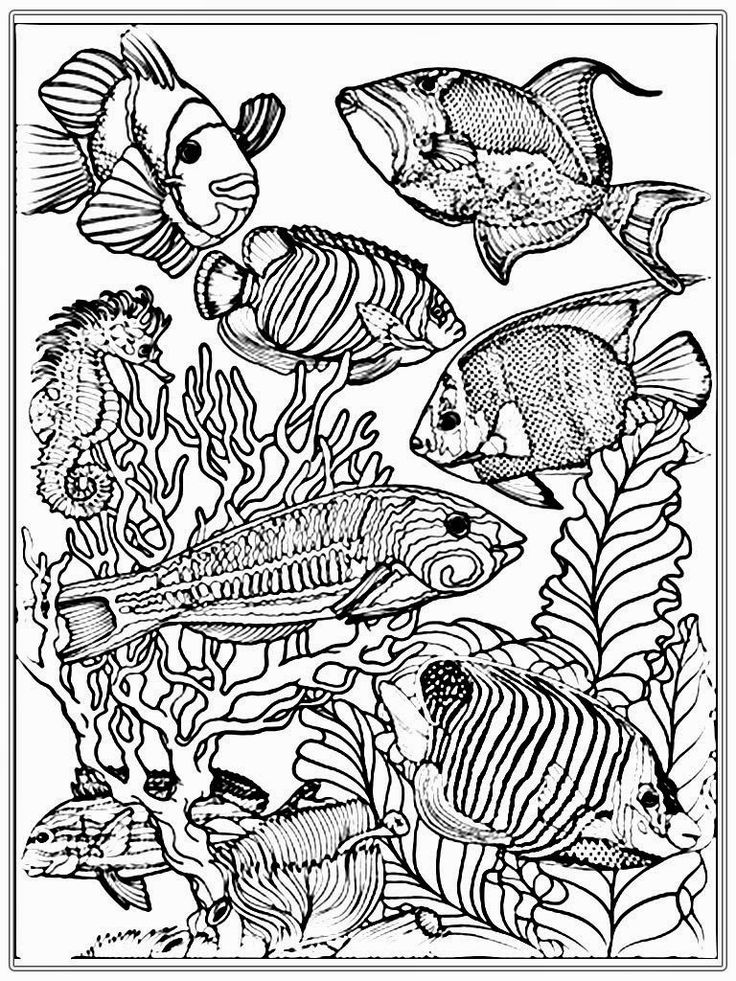 Fish coloring page mermaid coloring pages ocean coloring pages