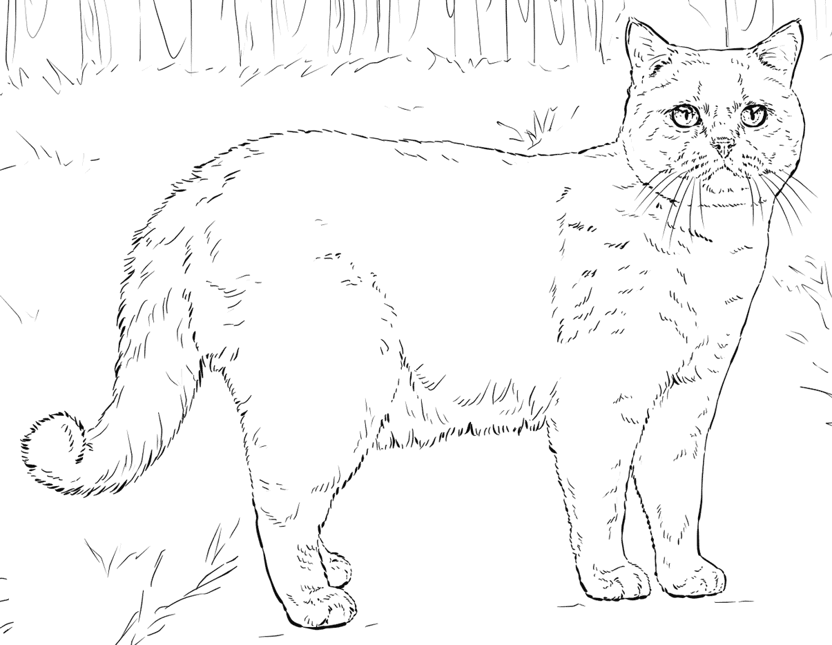 Cat coloring pages for adults