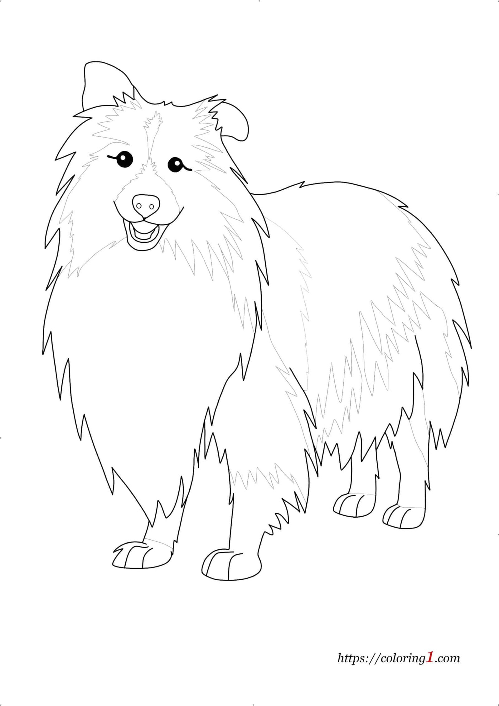 Realistic dog shetland sheepdog coloring pages