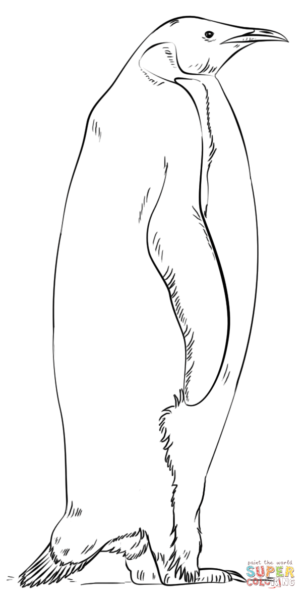 Emperor penguin coloring page free printable coloring pages