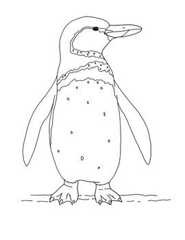 Galapagos penguin coloring page by mama draw it tpt