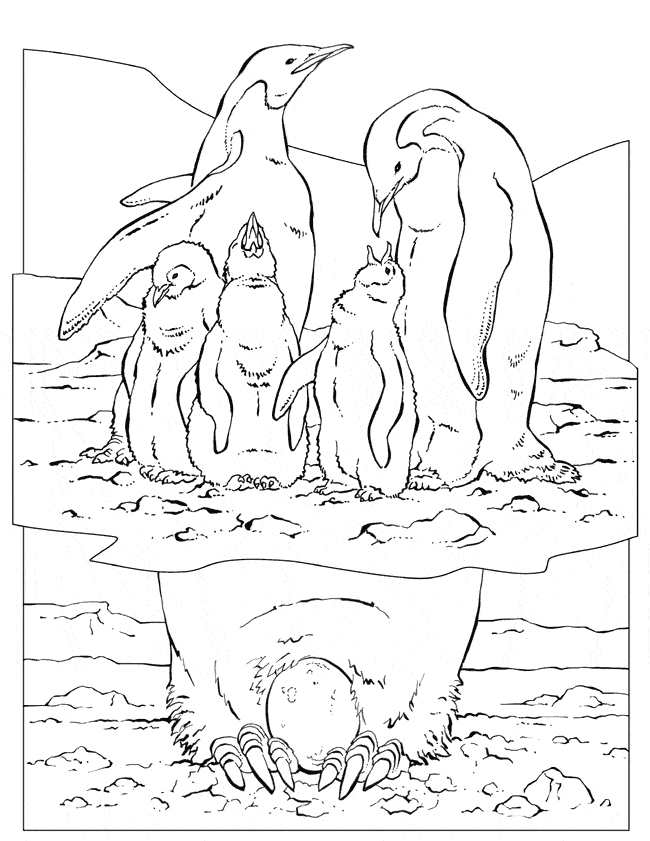 Emperor penguin coloring