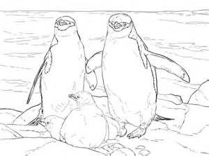 Realistic penguin coloring pages