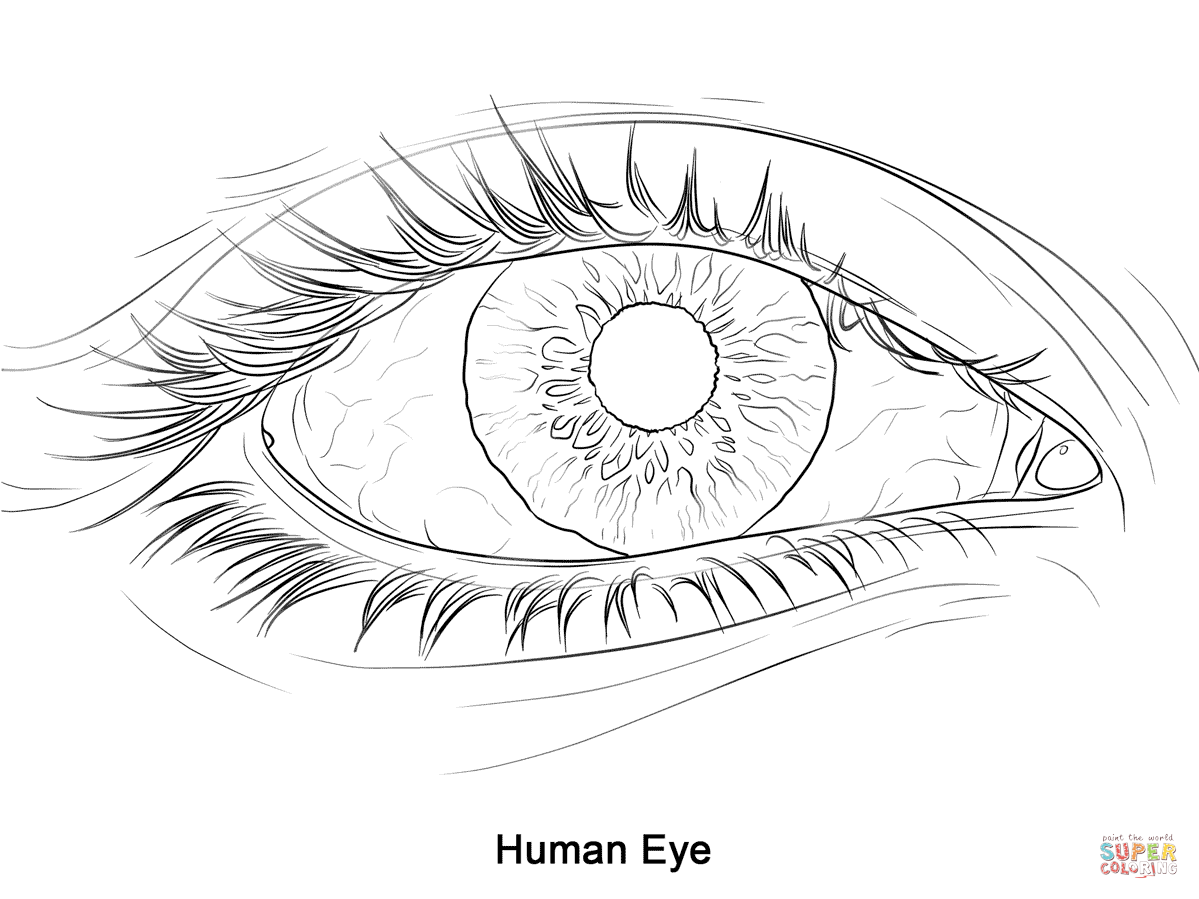 Human eye coloring page free printable coloring pages
