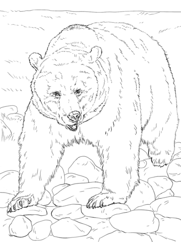 Realistic grizzly bear coloring page free printable coloring pages
