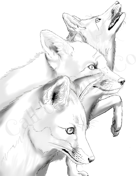 Red fox color pagefox color sheetsrealistic animal color pages