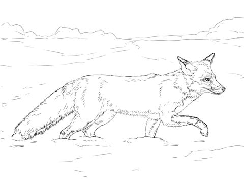 Red fox walking on snow coloring page free printable coloring pages fox coloring page animal drawings animal coloring pages