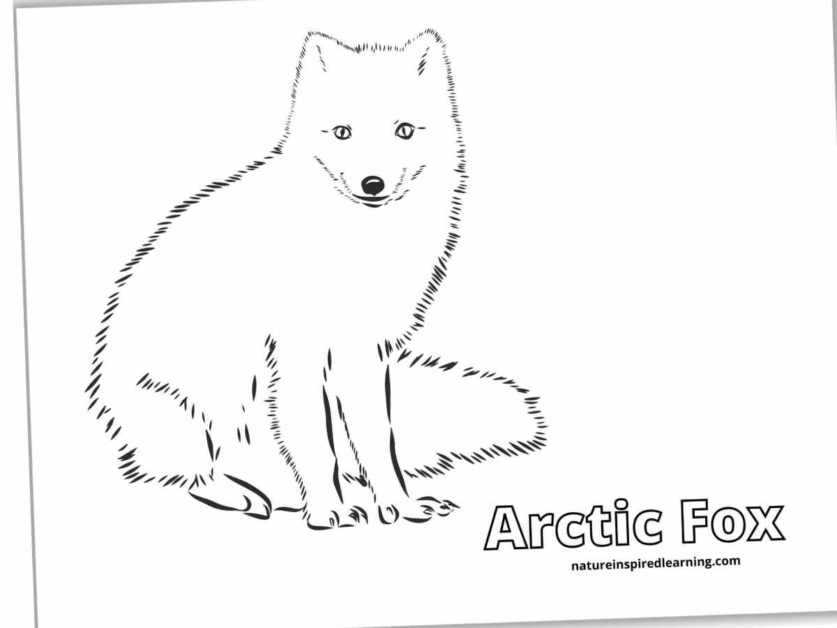 Realistic fox coloring pages