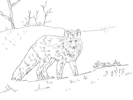 Red fox in snow coloring page supercoloring fox coloring page fox in snow animal coloring pages