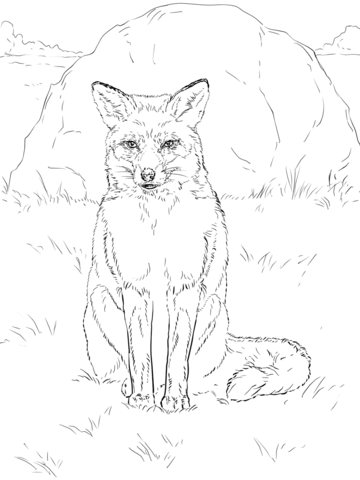 Sitting red fox coloring page free printable coloring pages