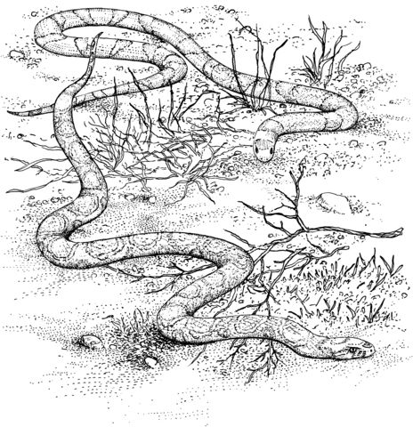 Scarlet king snake and milk snake coloring page snake coloring pages animal coloring pages coloring pages