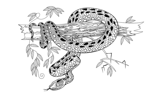 Thousand colorful anaconda royalty
