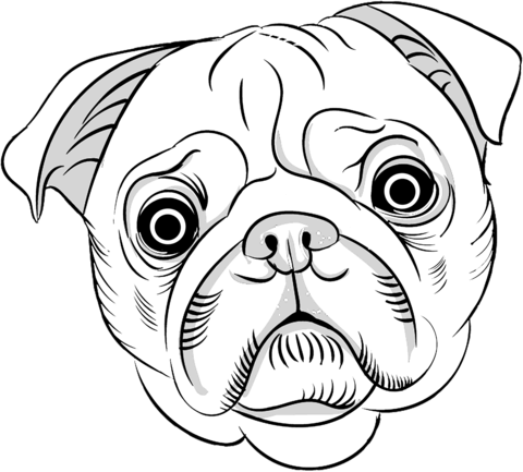 Pugs portrait coloring page free printable coloring pages