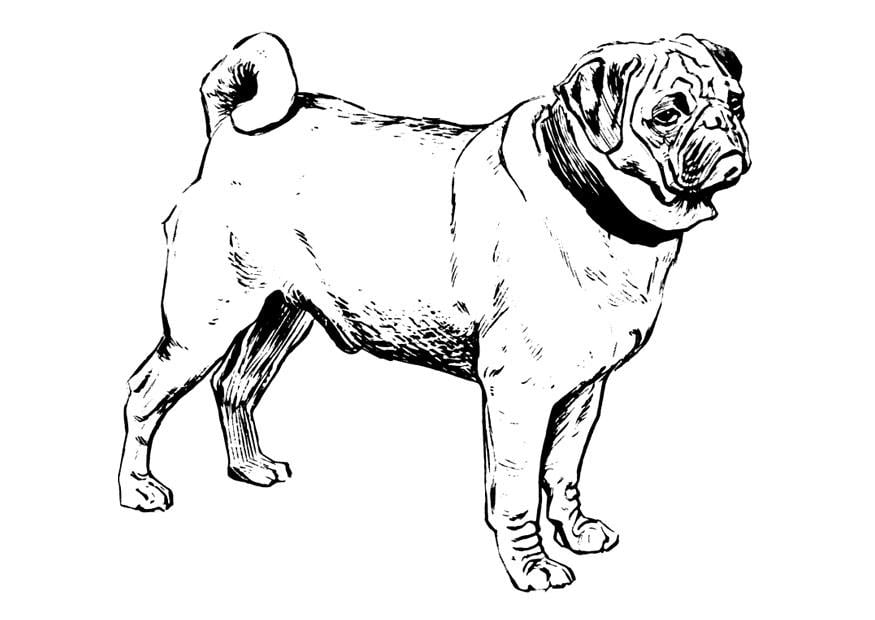 Coloring page dog
