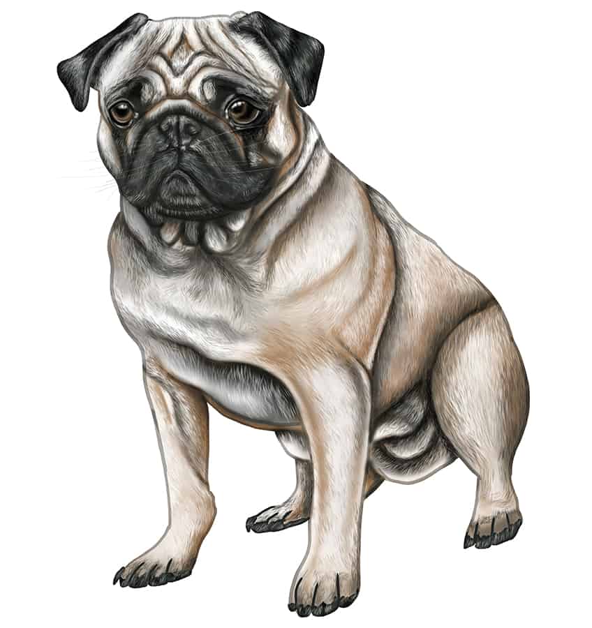 How to draw a pug
