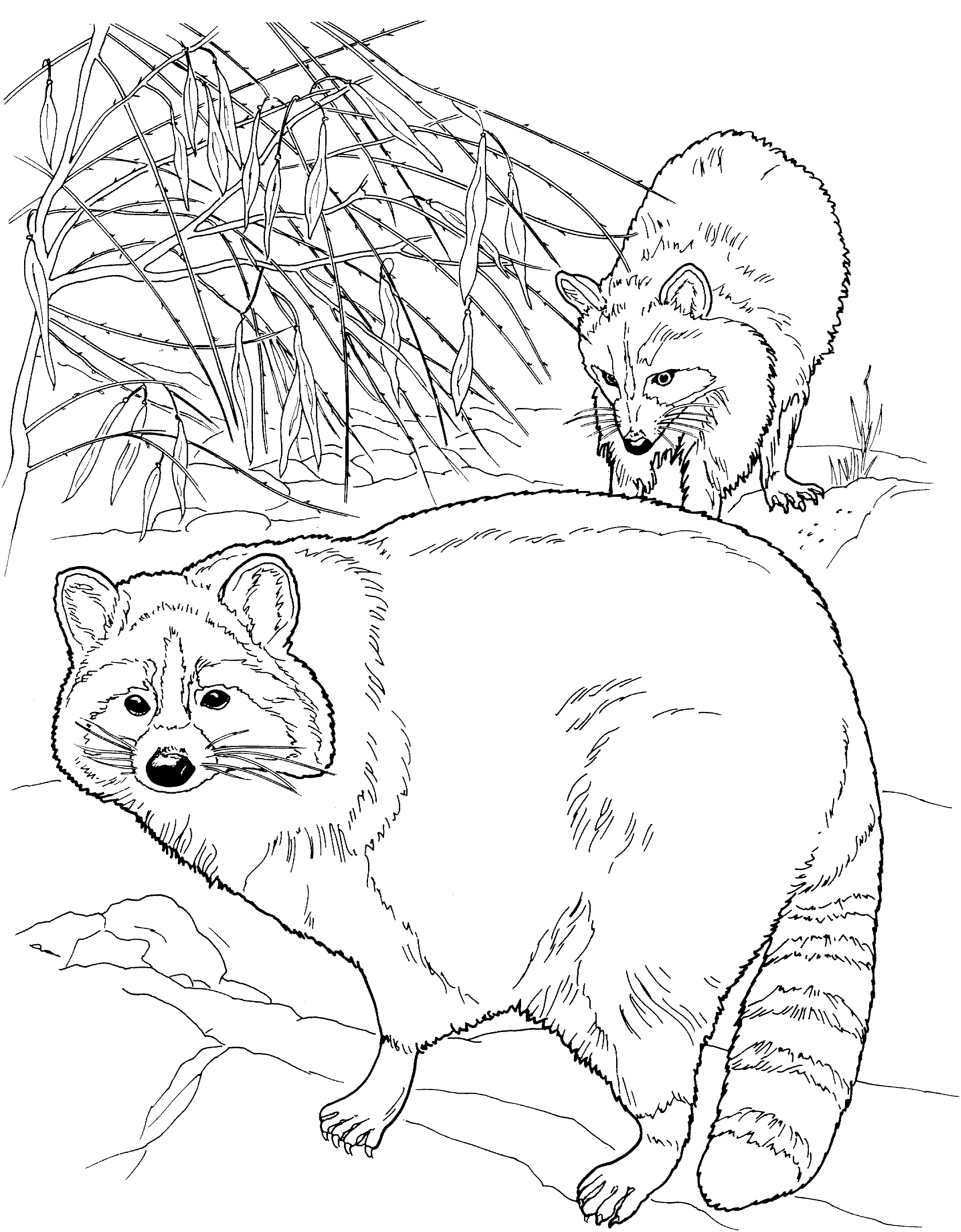 Free raccoon coloring pages