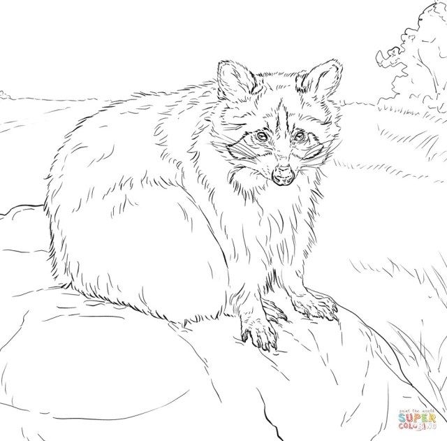Inspiration picture of raccoon coloring page