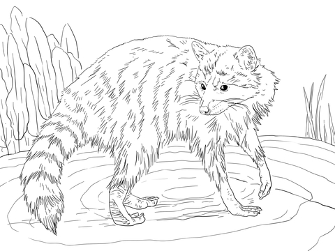 Raccoon looking back coloring page free printable coloring pages