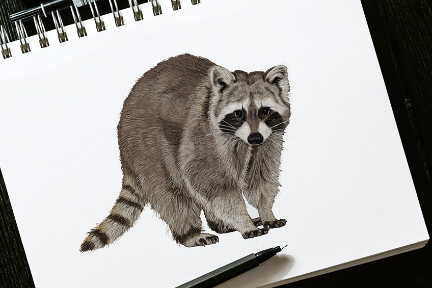 How to draw a raccoon