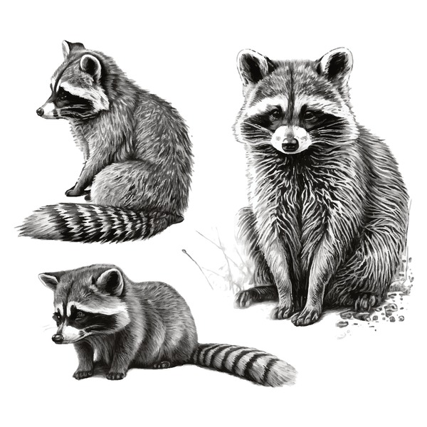 Drawing raccoon royalty