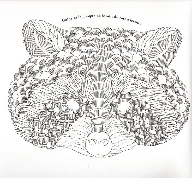 Realistic coloring pages raccoon