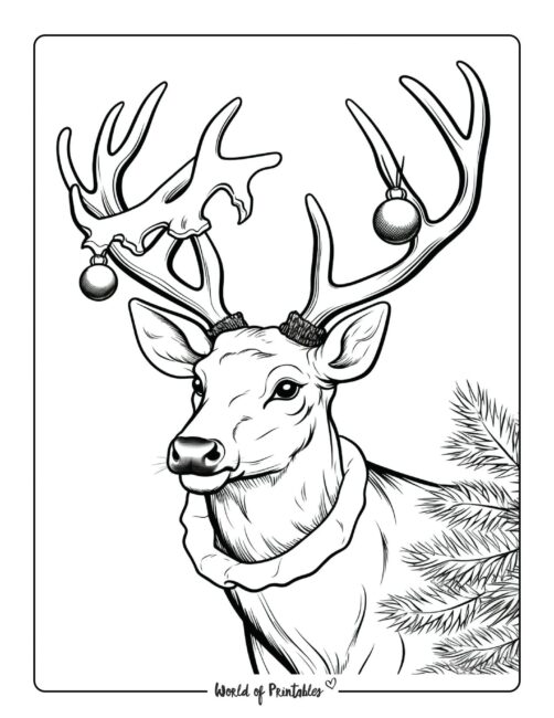 Reindeer coloring pages