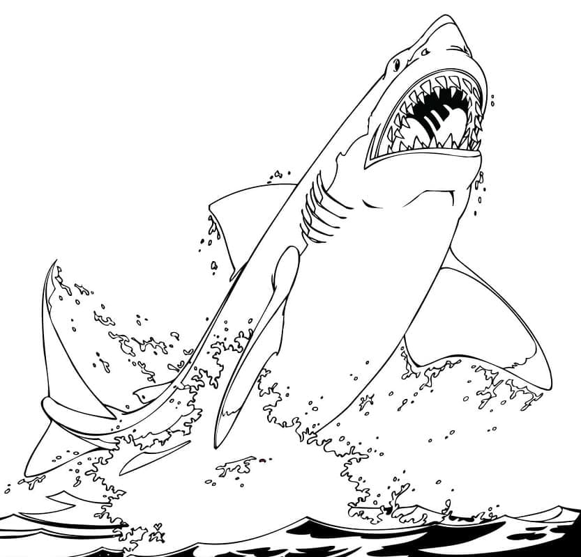 Shark coloring pages