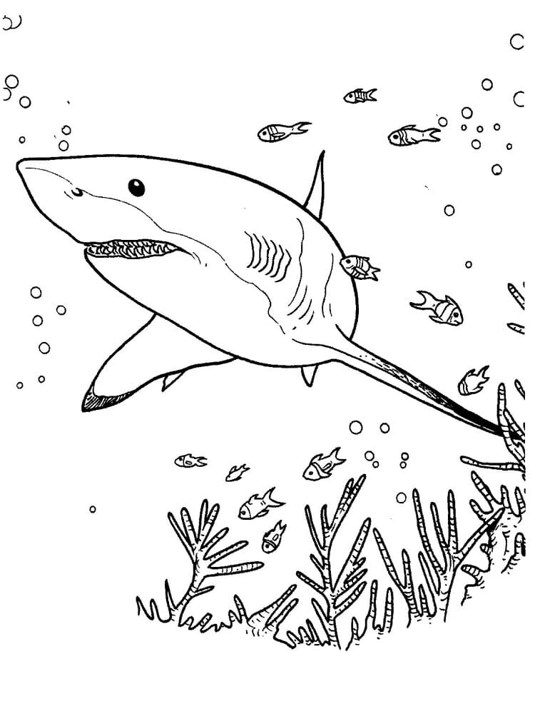 Shark coloring pages