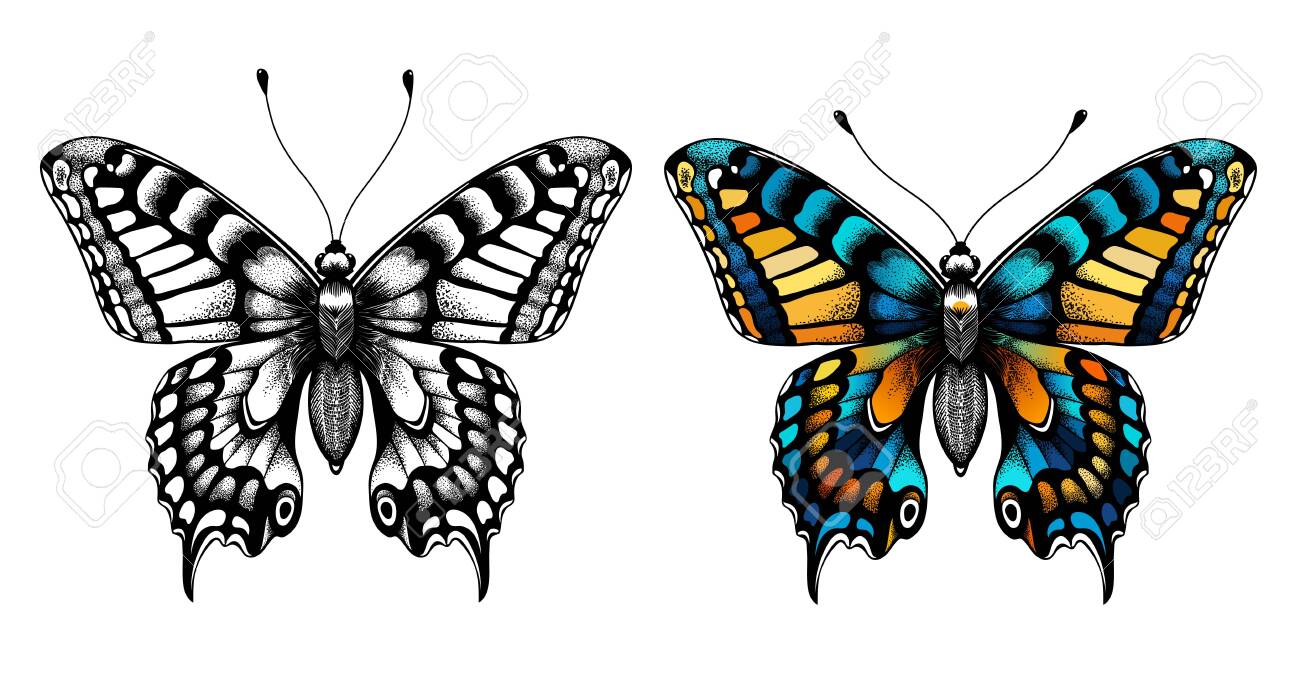 Kids coloring page black and white butterfly sketch and colorful butterfly coloring picture with butterfly illustration for t