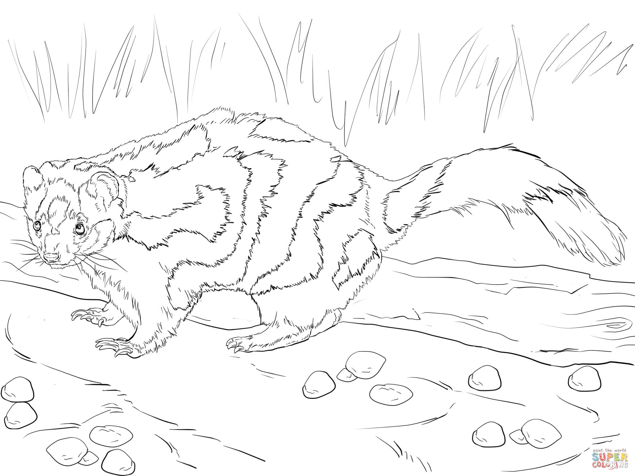 Eastern spotted skunk coloring page free printable coloring pages