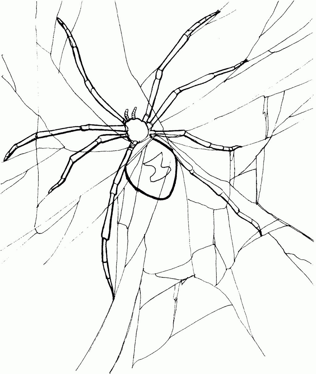 Free printable spider coloring pages for kids
