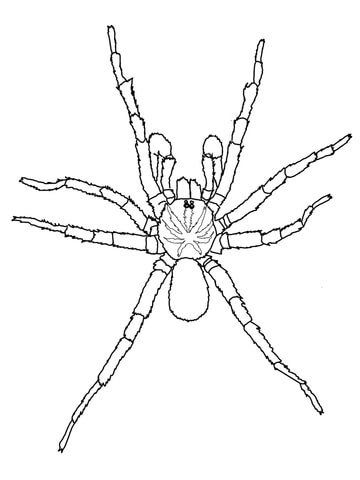 Printable halloween coloring pages for adults spider coloring page coloring pages sydney brown