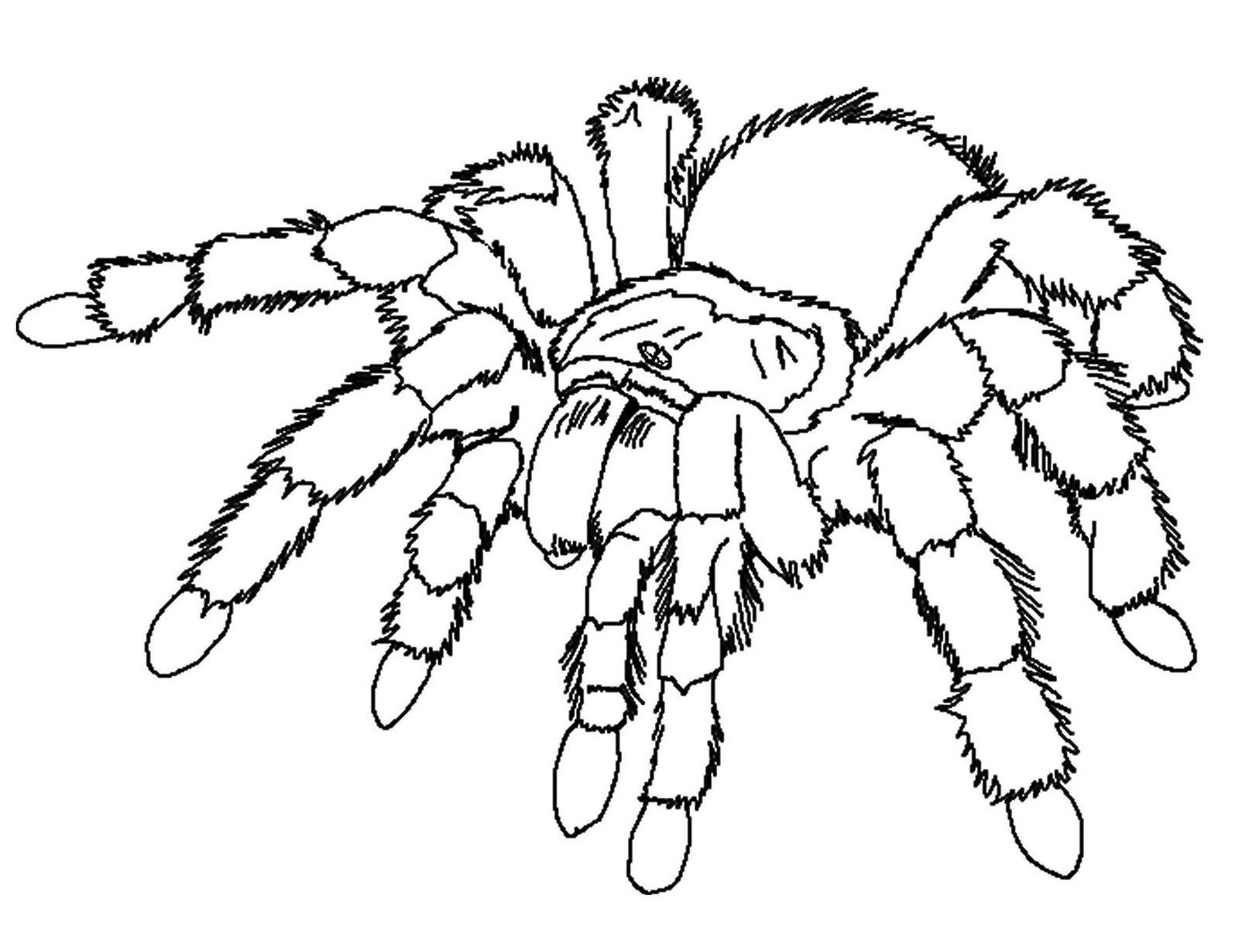 Realistic spider coloring sheet spider coloring page bug coloring pages insect coloring pages