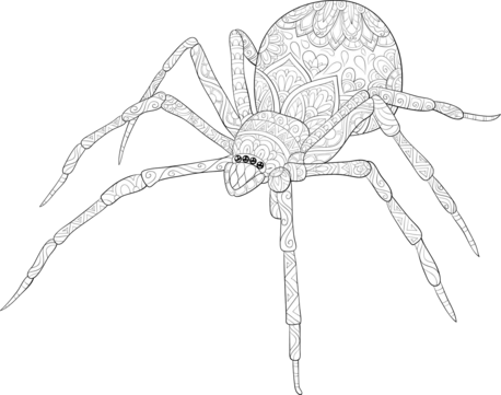 Cute spiders coloring book png transparent images free download vector files