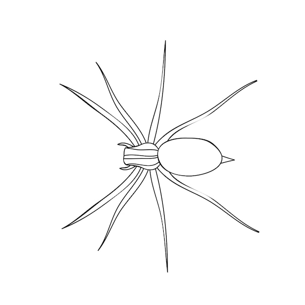 Premium vector spider coloring book