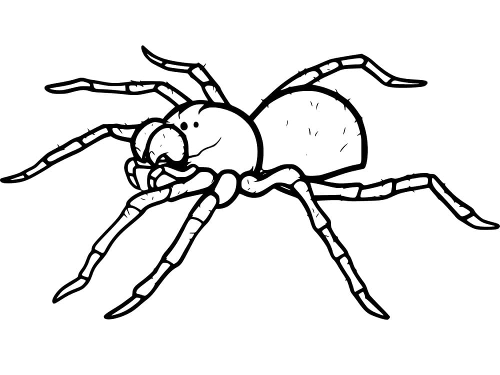 Realistic spider coloring page