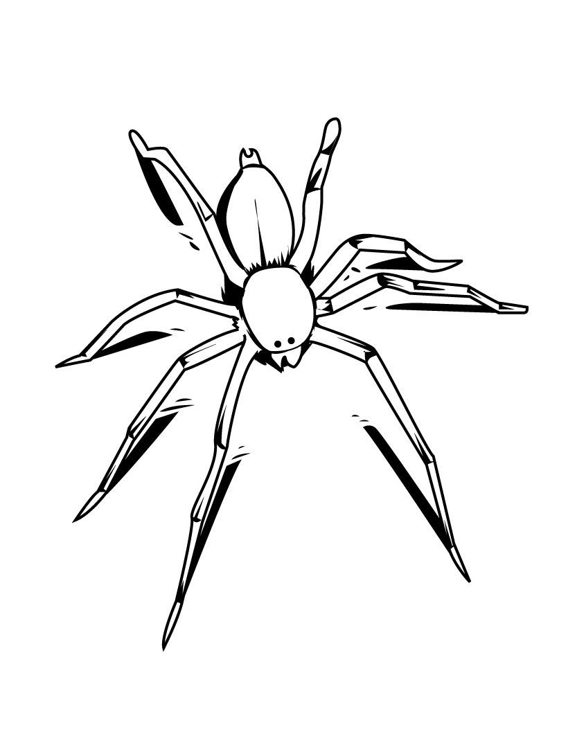 Free printable spider coloring pages for kids spider coloring page insect coloring pages animal coloring pages