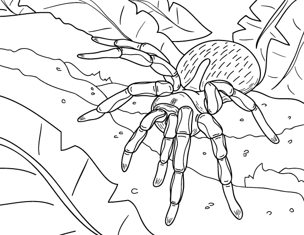 Free printable spider coloring page download it at httpsmuseprintablesdownloadcoloring