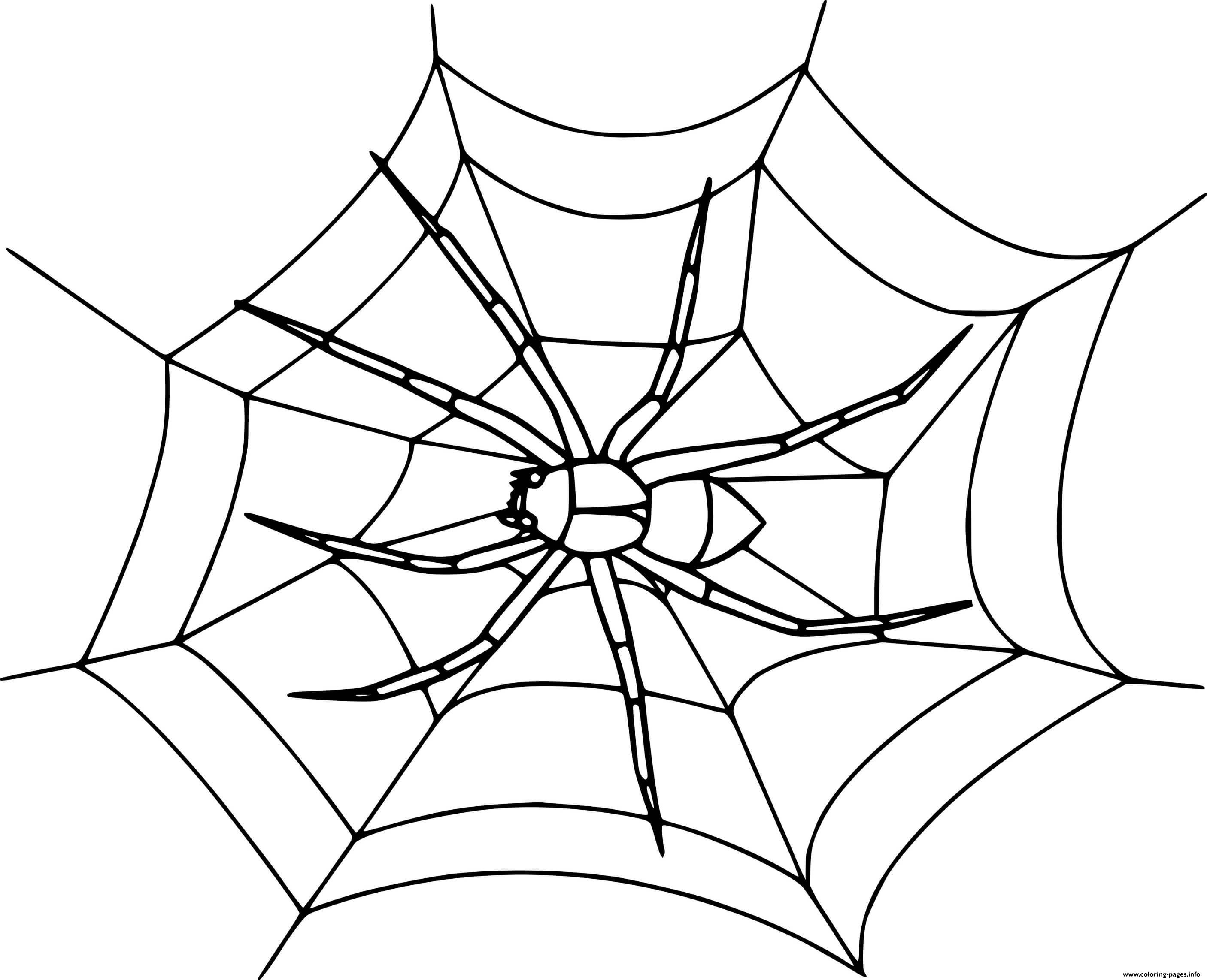 Realistic spider on the web coloring page printable