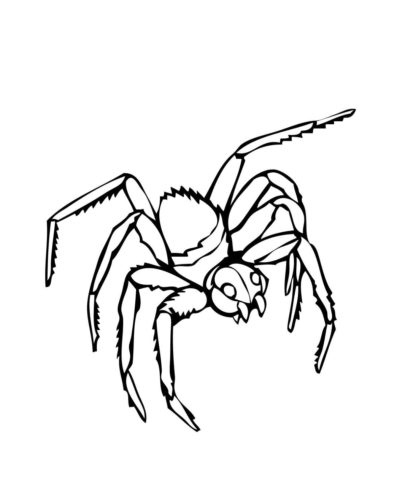Free spider coloring pages printable