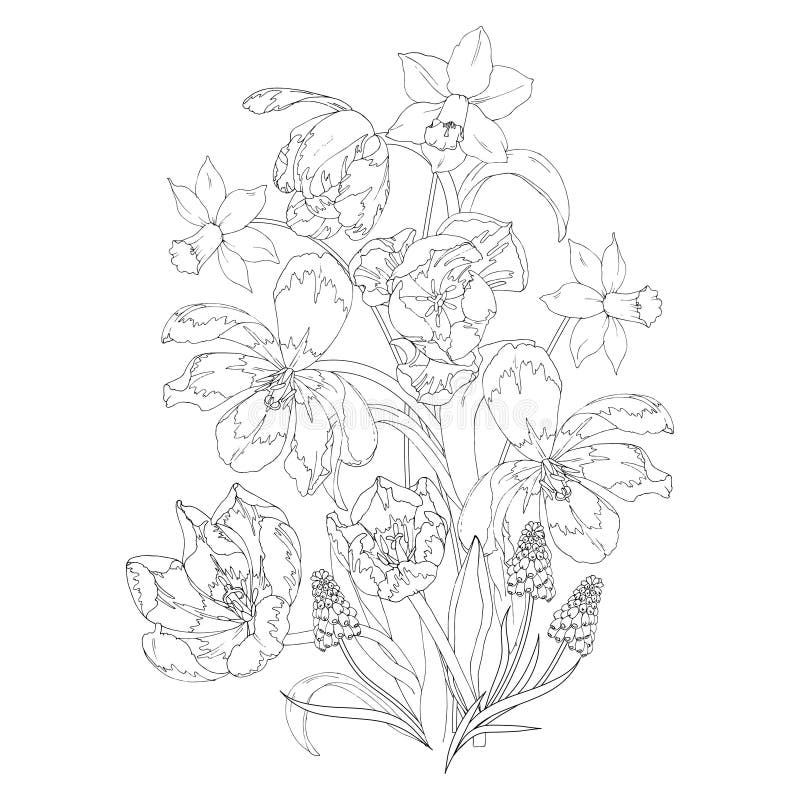 Blooming spring flowers tulips daffodils and muscari coloring page stock vector