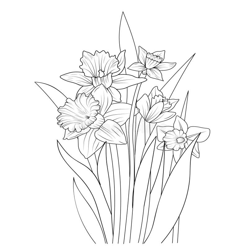Realistic flower coloring pages pansy flower outlines daffodil flower drawing a branch of the botanical spring collection stock vector