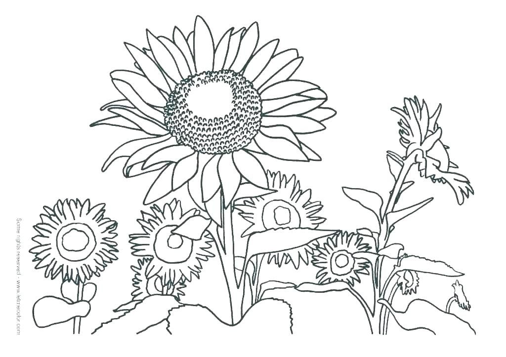 Realistic sunflower coloring page