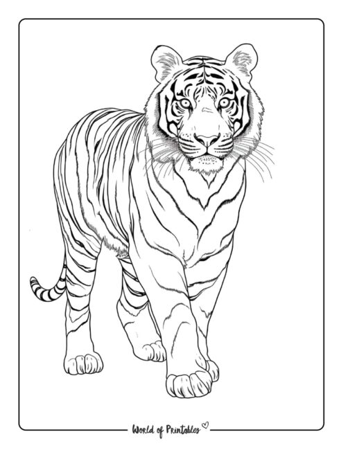 Tiger coloring pages for kids adults